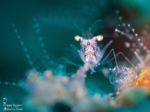 Shrimping light games by Philippe Eggert 